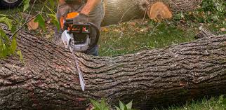 Best Root Management and Removal  in Tye, TX