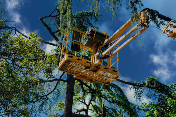 Best Commercial Tree Services  in Tye, TX