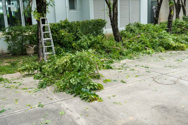 How Our Tree Care Process Works  in Tye, TX