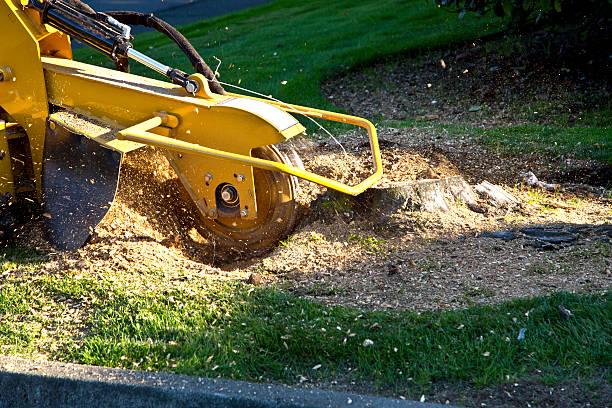 Leaf Removal in Tye, TX