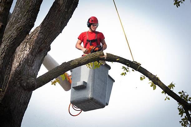 Best Arborist Consultation Services  in Tye, TX