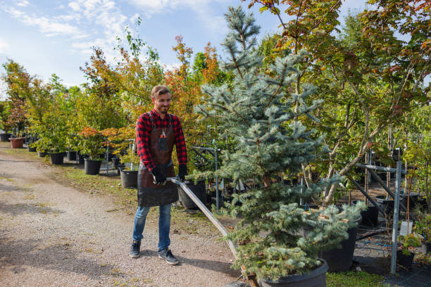 Tye, TX Tree Services Company