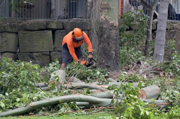  Tye, TX Tree Services Pros