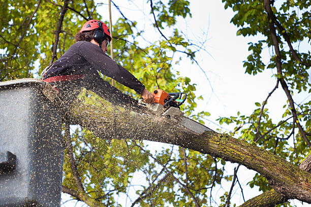 Best Tree Removal  in Tye, TX